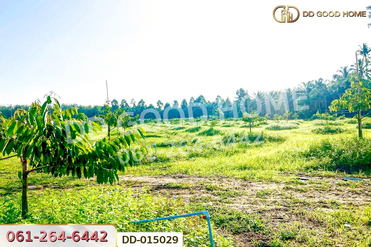 DD-015029 ที่ดินสิชล 9 ไร่ 356 ตร.ว.นครศรีธรรมราช ใกล้หาดท่าหมาก