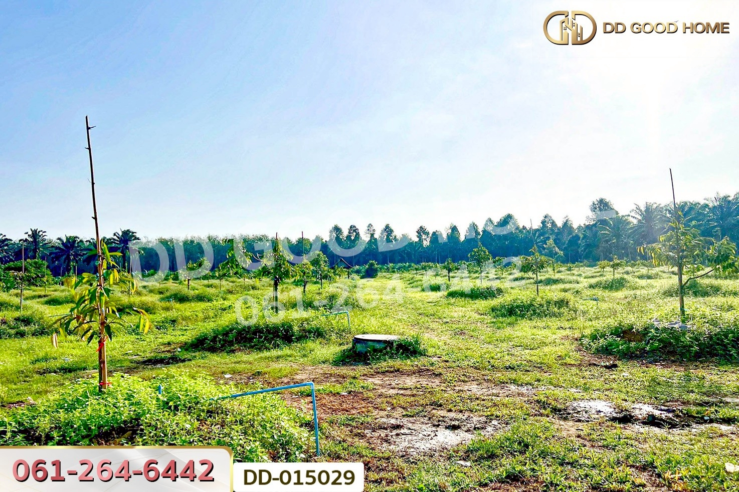 DD-015029 ที่ดินสิชล 9 ไร่ 356 ตร.ว.นครศรีธรรมราช ใกล้หาดท่าหมาก