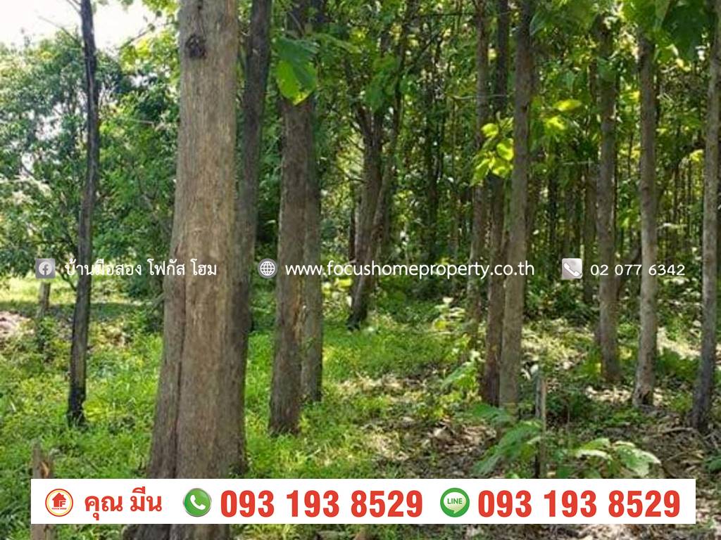 ขาย ที่ดินเปล่า สวนไม้สัก สระโบสถ์ ลพบุรี