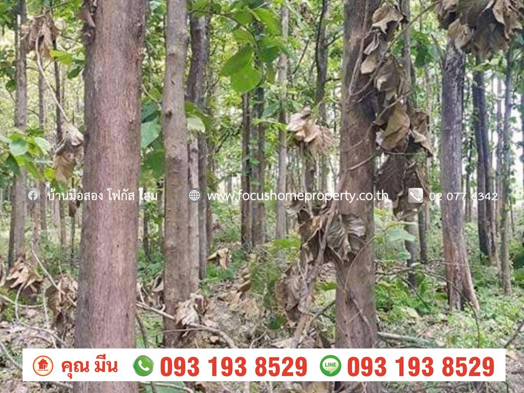 ขาย ที่ดินเปล่า สวนไม้สัก สระโบสถ์ ลพบุรี