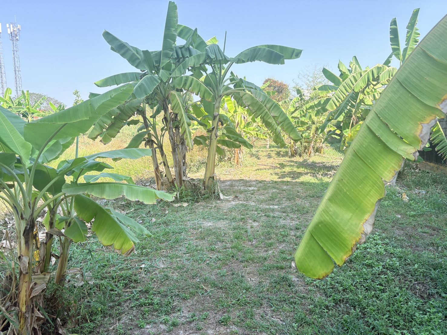 ขายที่ดินเปล่า ทำเลดี ซอยเทิดราชัน 47 ดอนเมือง ใกล้สนามบินดอนเมือง เดินทางสะดวก