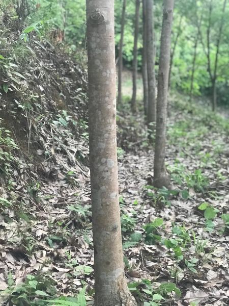 ขายด่วนที่ดิน วิวทะเล ทำเลสวย บรรยากาศดี เขาหลัก จังหวัดพังงา 