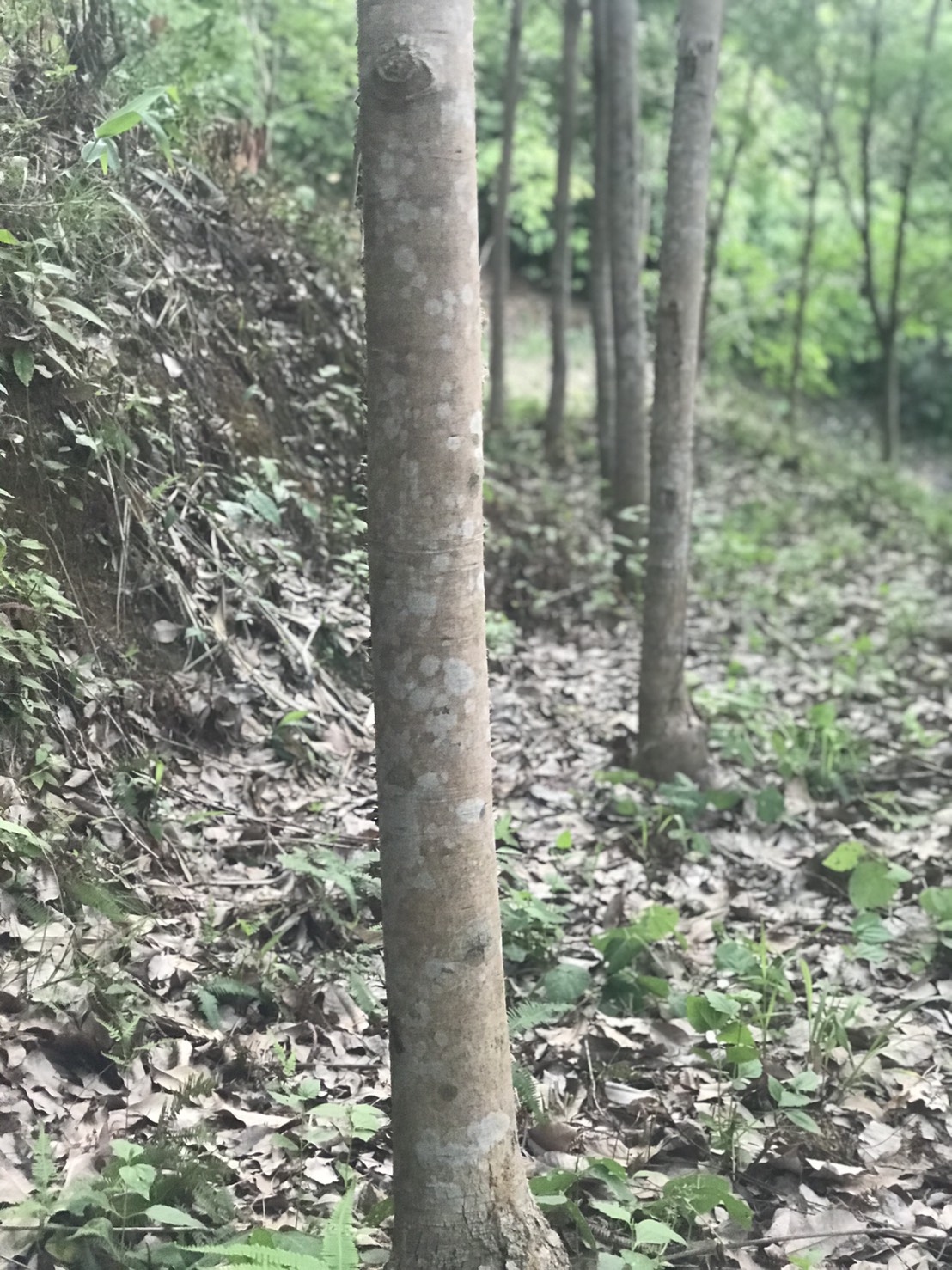 ขายด่วนที่ดิน วิวทะเล ทำเลสวย บรรยากาศดี เขาหลัก จังหวัดพังงา 