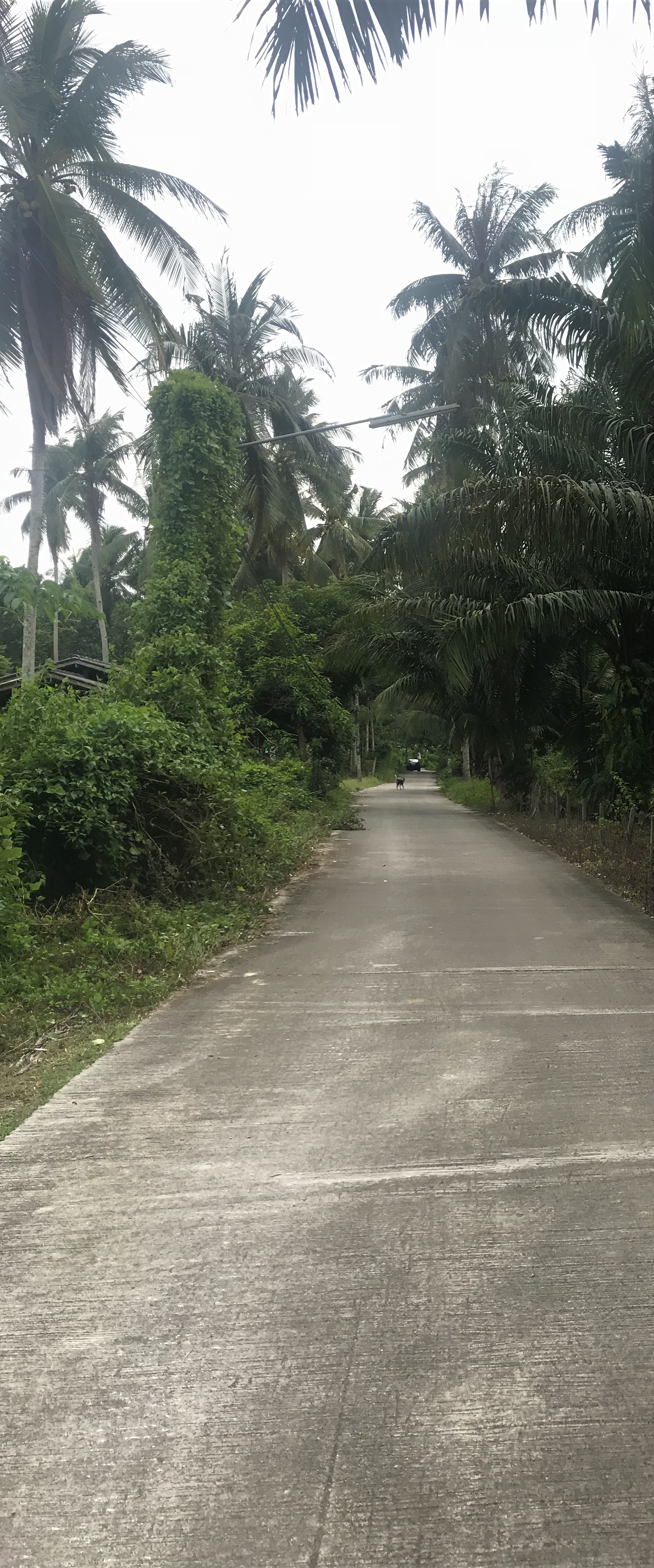 ขายที่ดินพร้อมสิ่งปลูกสร้าง สวยทำเลดี อำเภอเมือง จังหวัดนครศรีธรรมราช 