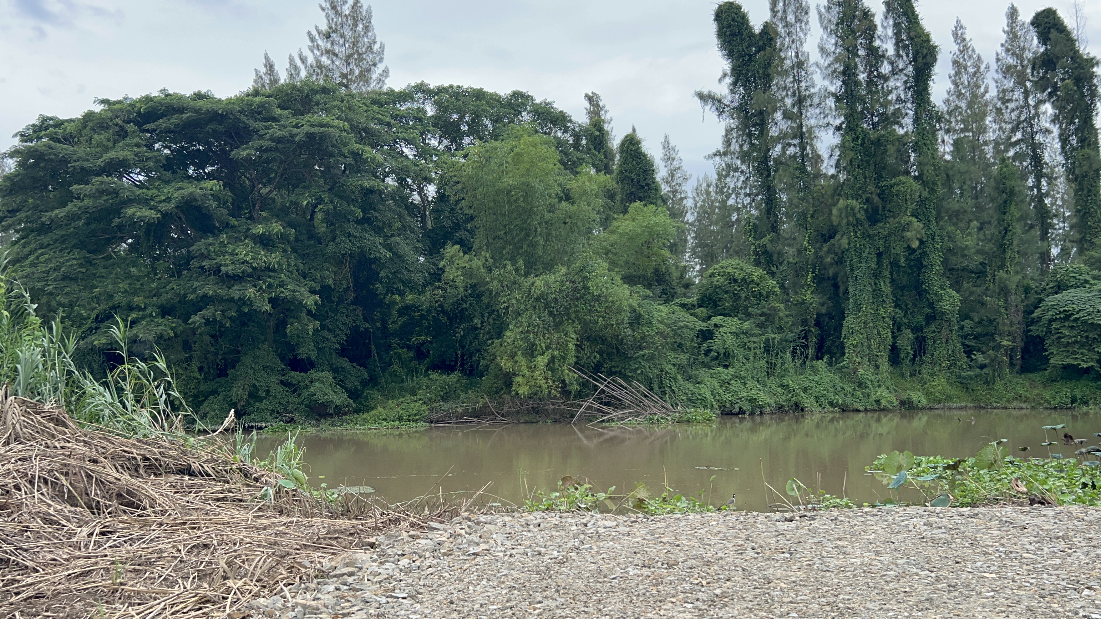 ขายที่ดินเปล่า ทำเลศักยภาพสูง ติดคลองแม่ประจันต์ อำเภอท่ายาง จังหวัดเพชรบุรี