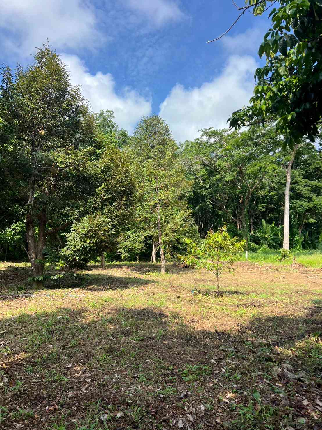 ขายที่ดิน ทำเลดี ใกล้ทะเล เกาะช้าง จังหวัดตราด