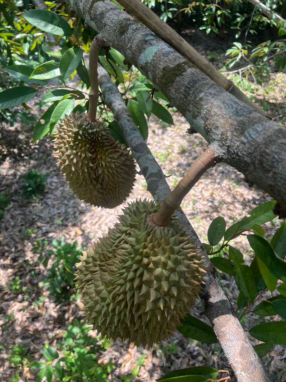 ขายที่ดิน ทำเลดี ใกล้ทะเล เกาะช้าง จังหวัดตราด