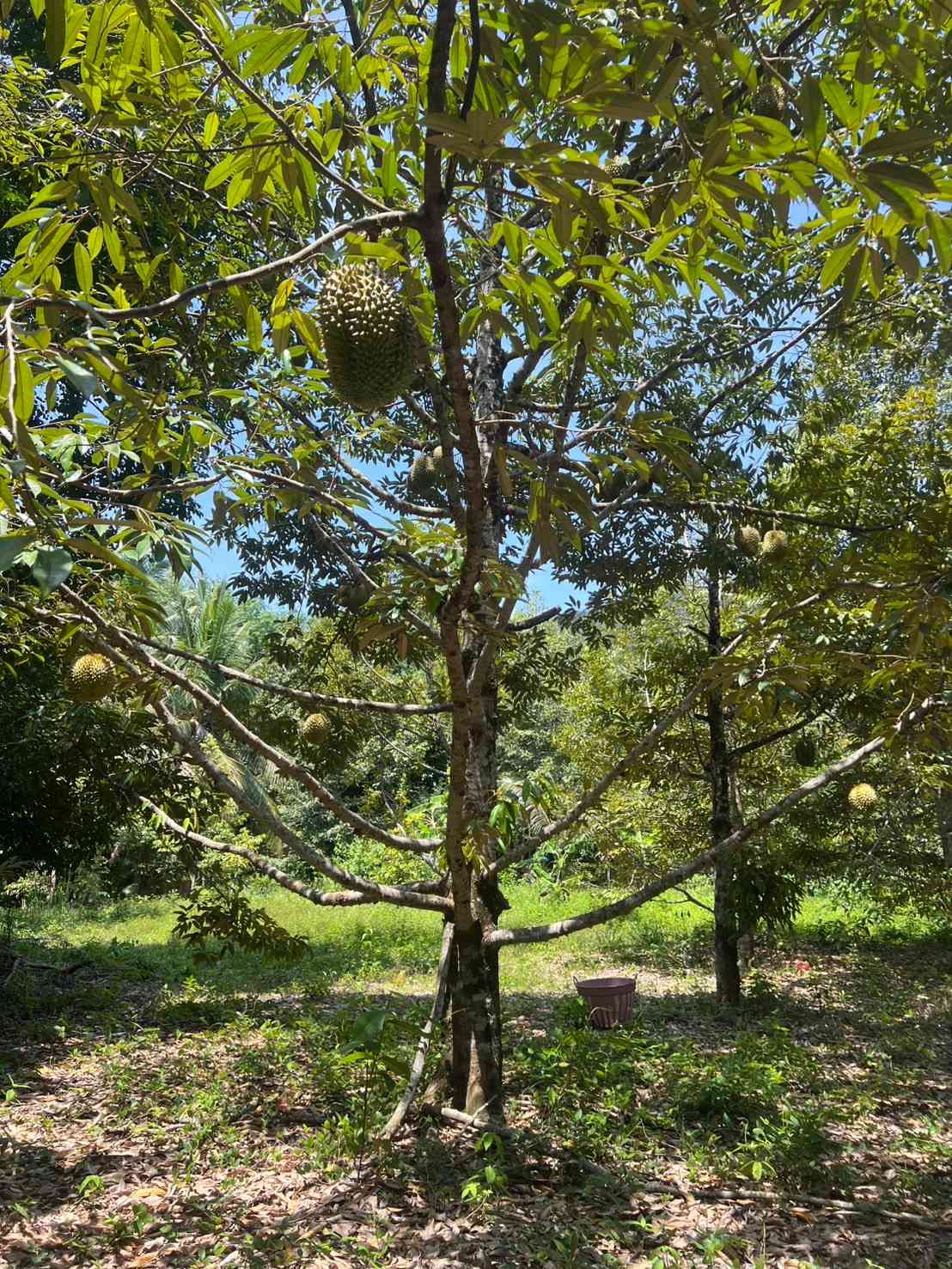 ขายที่ดิน ทำเลดี ใกล้ทะเล เกาะช้าง จังหวัดตราด