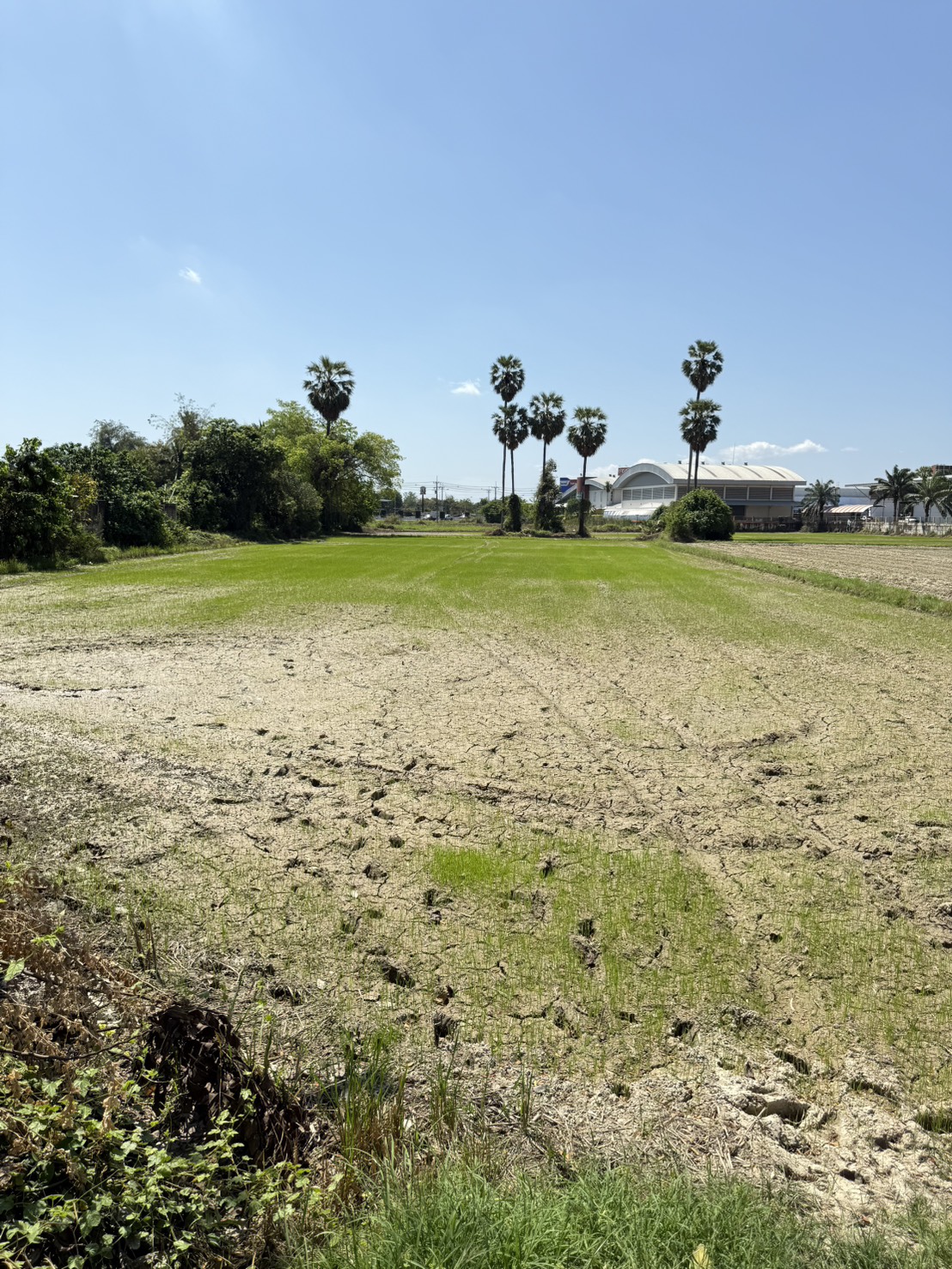 ขายที่ดินเปล่า ทำเลดี ใกล้ถนนเพชรเกษม – บ้านลาด เพชรบุรี