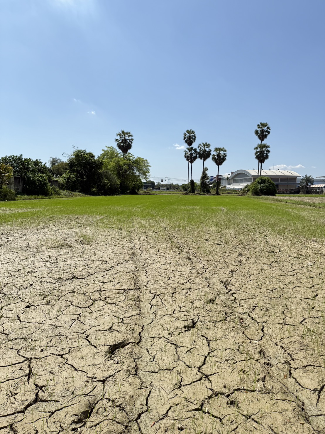 ขายที่ดินเปล่า ทำเลดี ใกล้ถนนเพชรเกษม – บ้านลาด เพชรบุรี