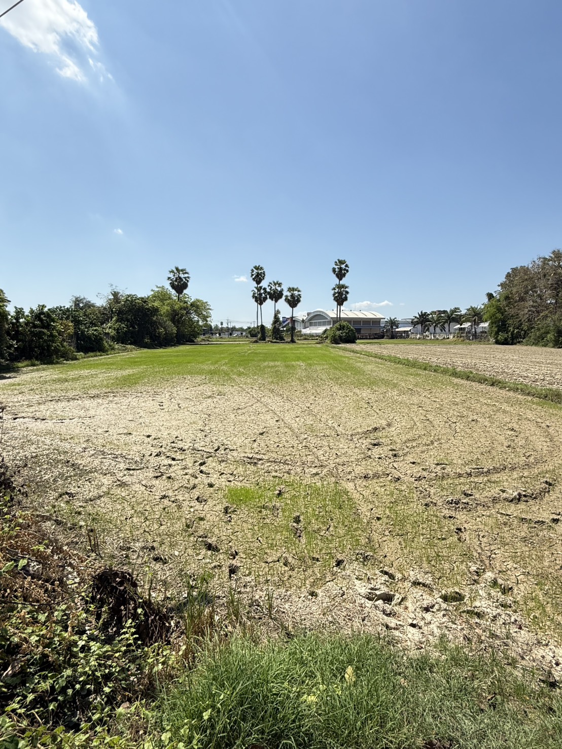 ขายที่ดินเปล่า ทำเลดี ใกล้ถนนเพชรเกษม – บ้านลาด เพชรบุรี