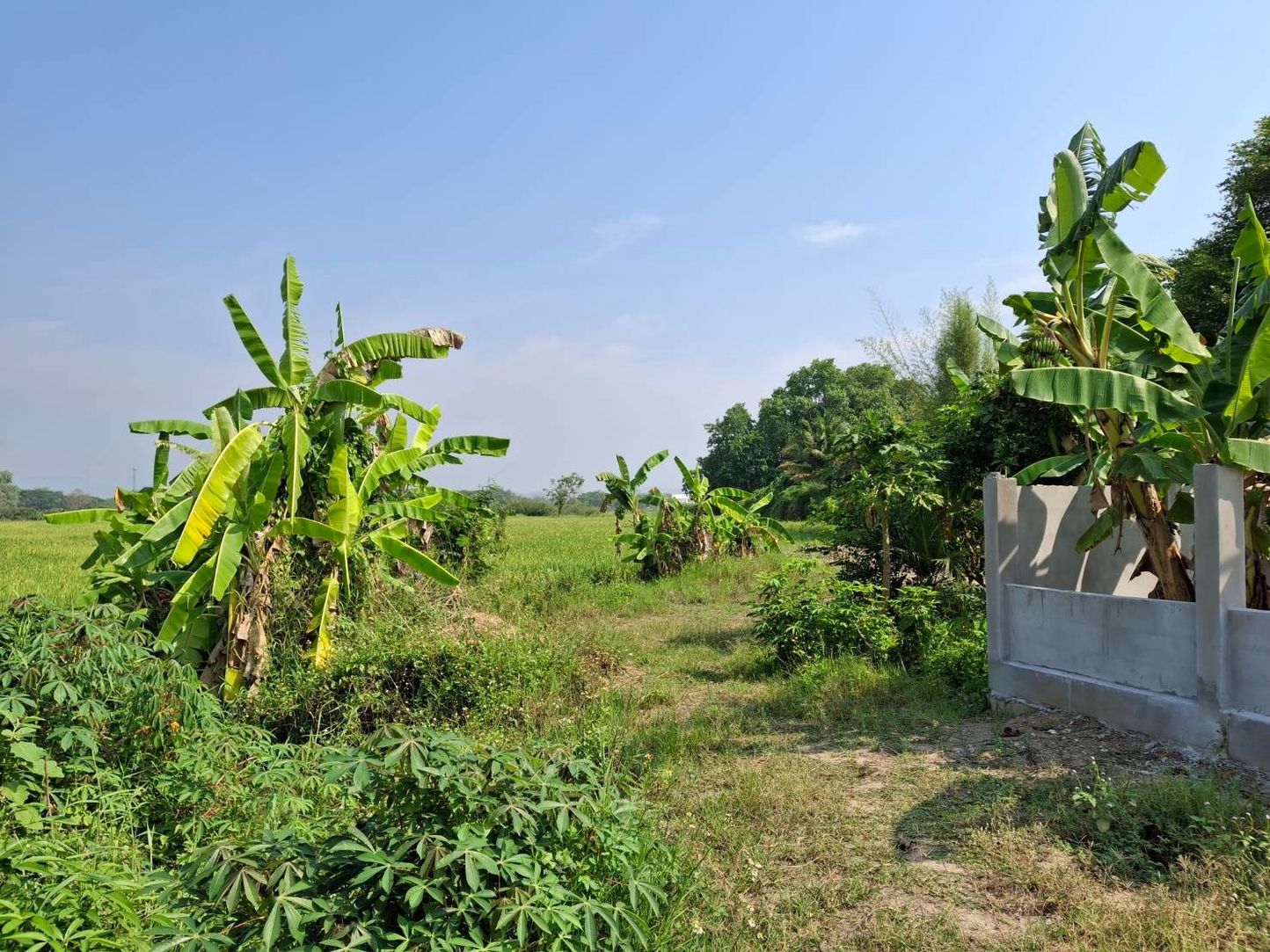 ขายที่นา ทำเลดี อ.หางดง จ.เชียงใหม่