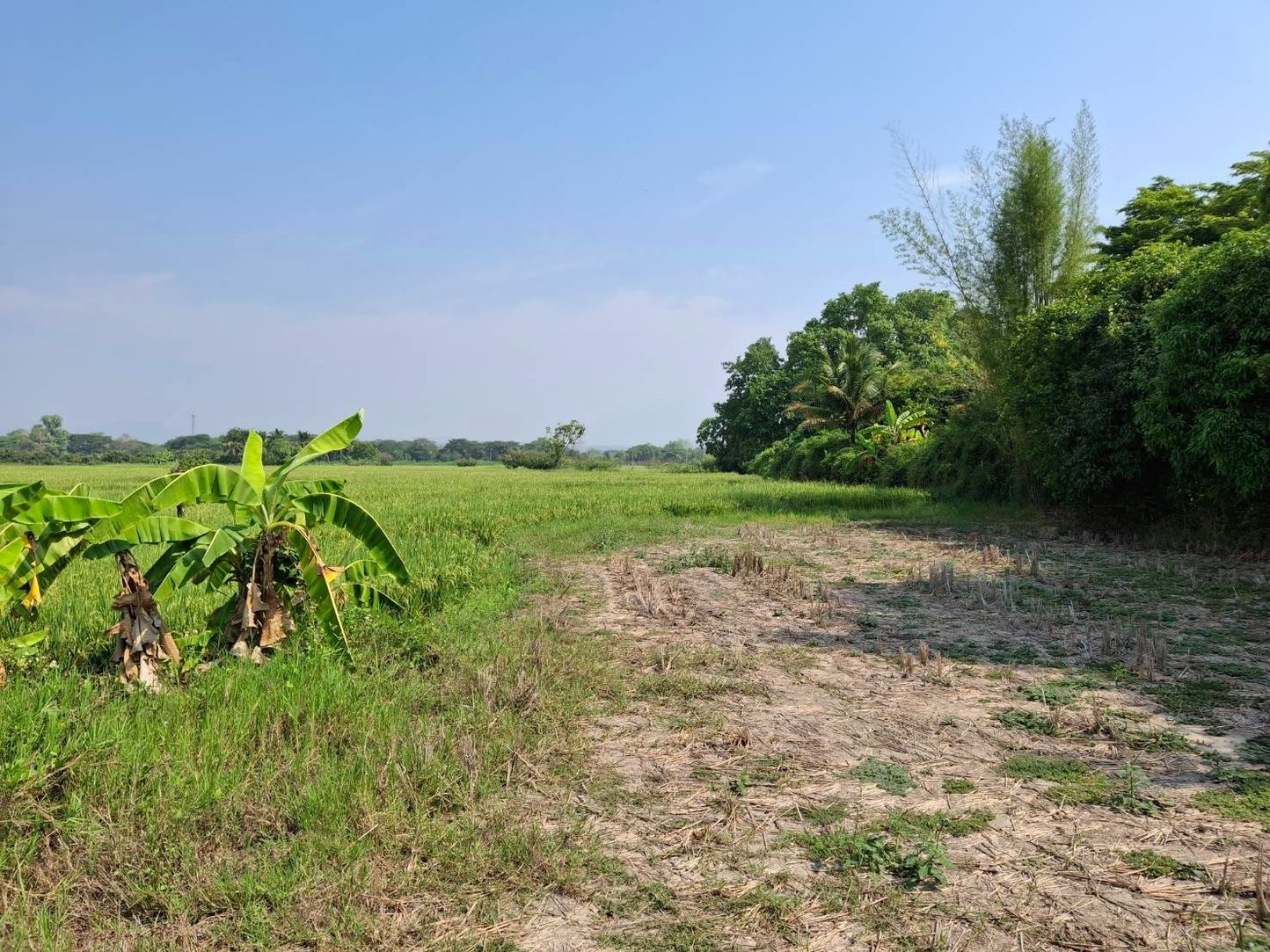 ขายที่นา ทำเลดี อ.หางดง จ.เชียงใหม่