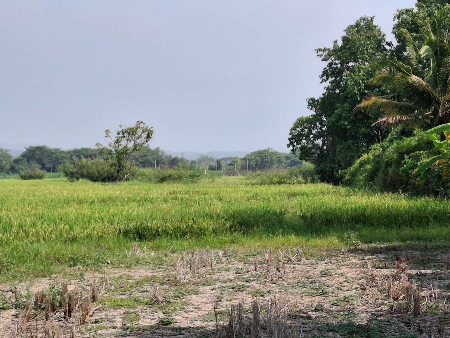 ขายที่นา ทำเลดี อ.หางดง จ.เชียงใหม่