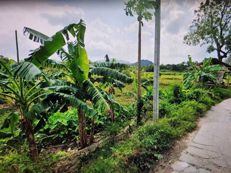 ขายด่วนที่ดินเปล่า แปลงใหญ่ ทำเลดี ลิปาน้อย สุราษฎร์ธานี 