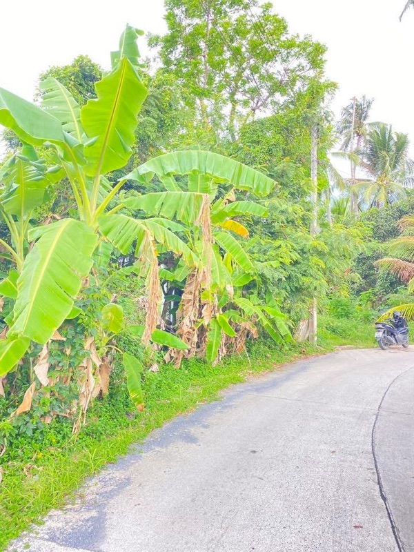 ขายด่วนที่ดินเปล่า แปลงใหญ่ ทำเลดี ลิปาน้อย สุราษฎร์ธานี 