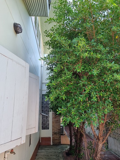 ขายบ้าน2ชั้น ตะพานหิน พิจิตร 3นอน2น้ำ ฮวงจุ้ยดี ไม่ท่วม ร่มรื่น (มีที่ดินแยกขาย)