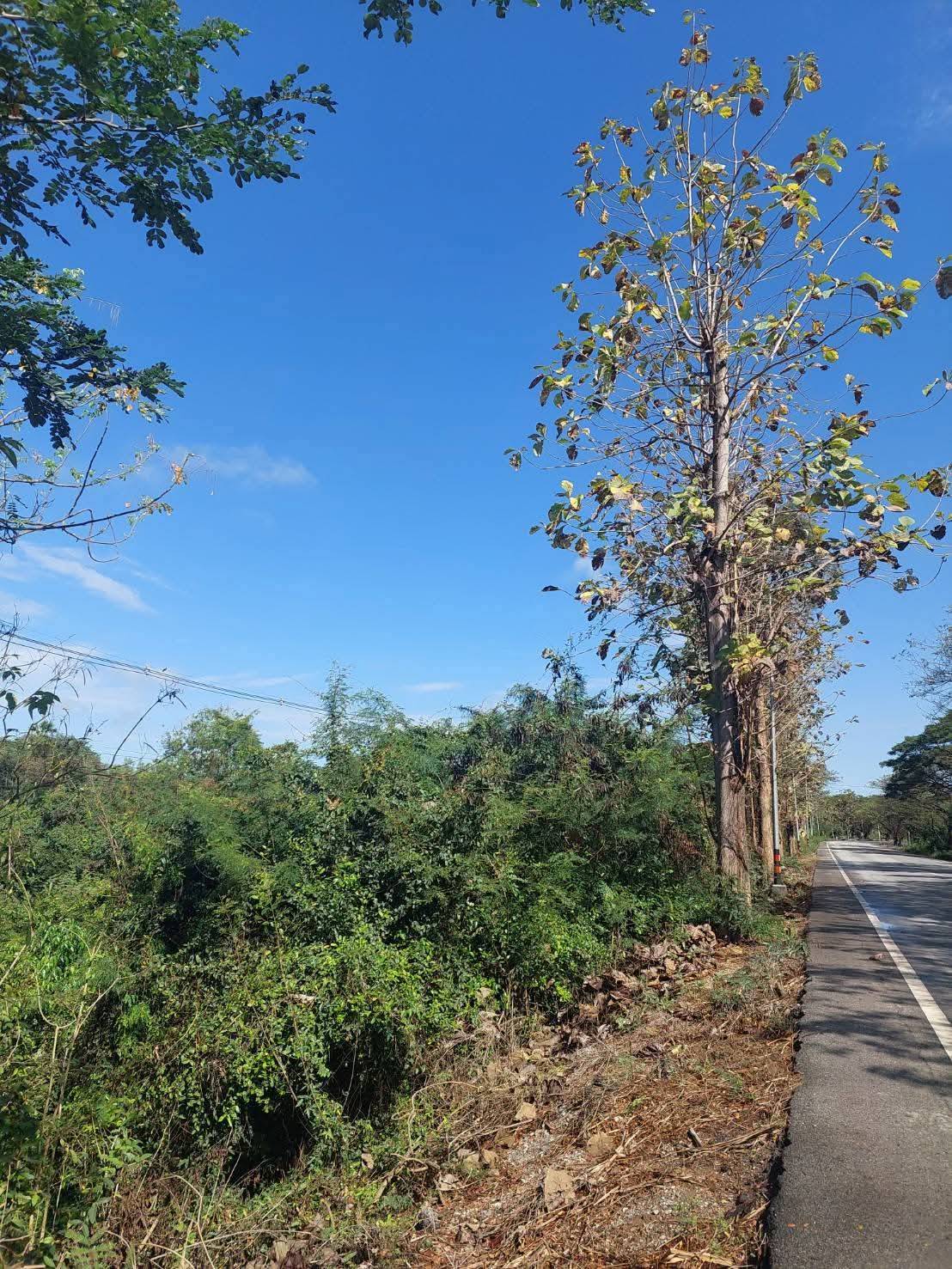 ขายที่ดินเปล่า ทำเลดี กำแพงดิน​ อ.สามง่าม​ จ.พิจิตร