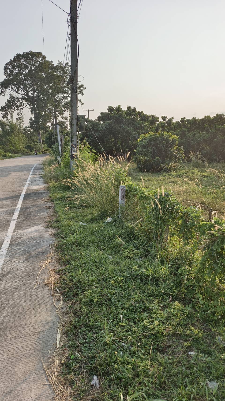 ที่ดินสวนลำใยทำรายได้มากกว่าปีละ 1.5ล้านบาท