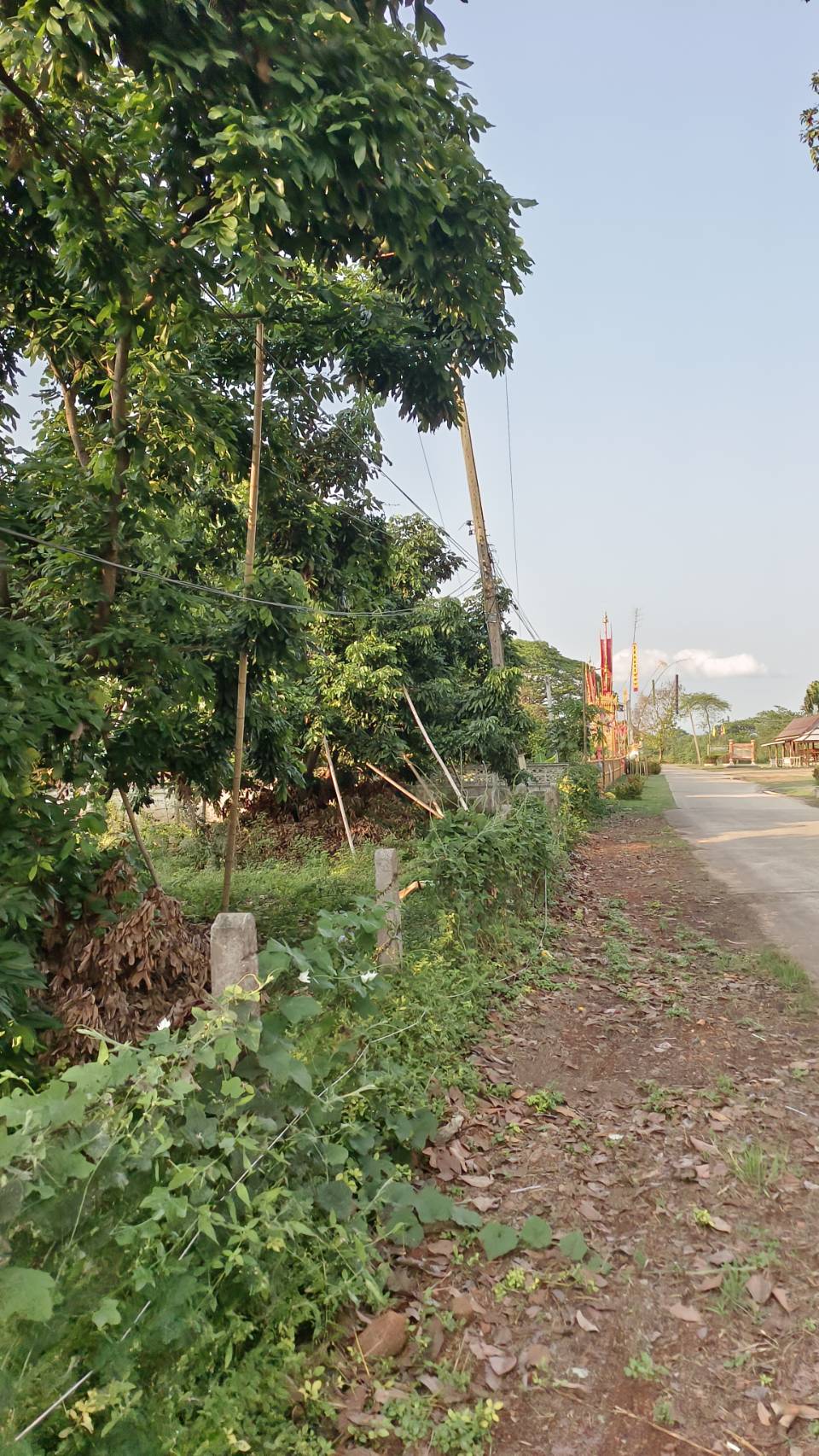 ที่ดินสวนลำใยทำรายได้มากกว่าปีละ 1.5ล้านบาท