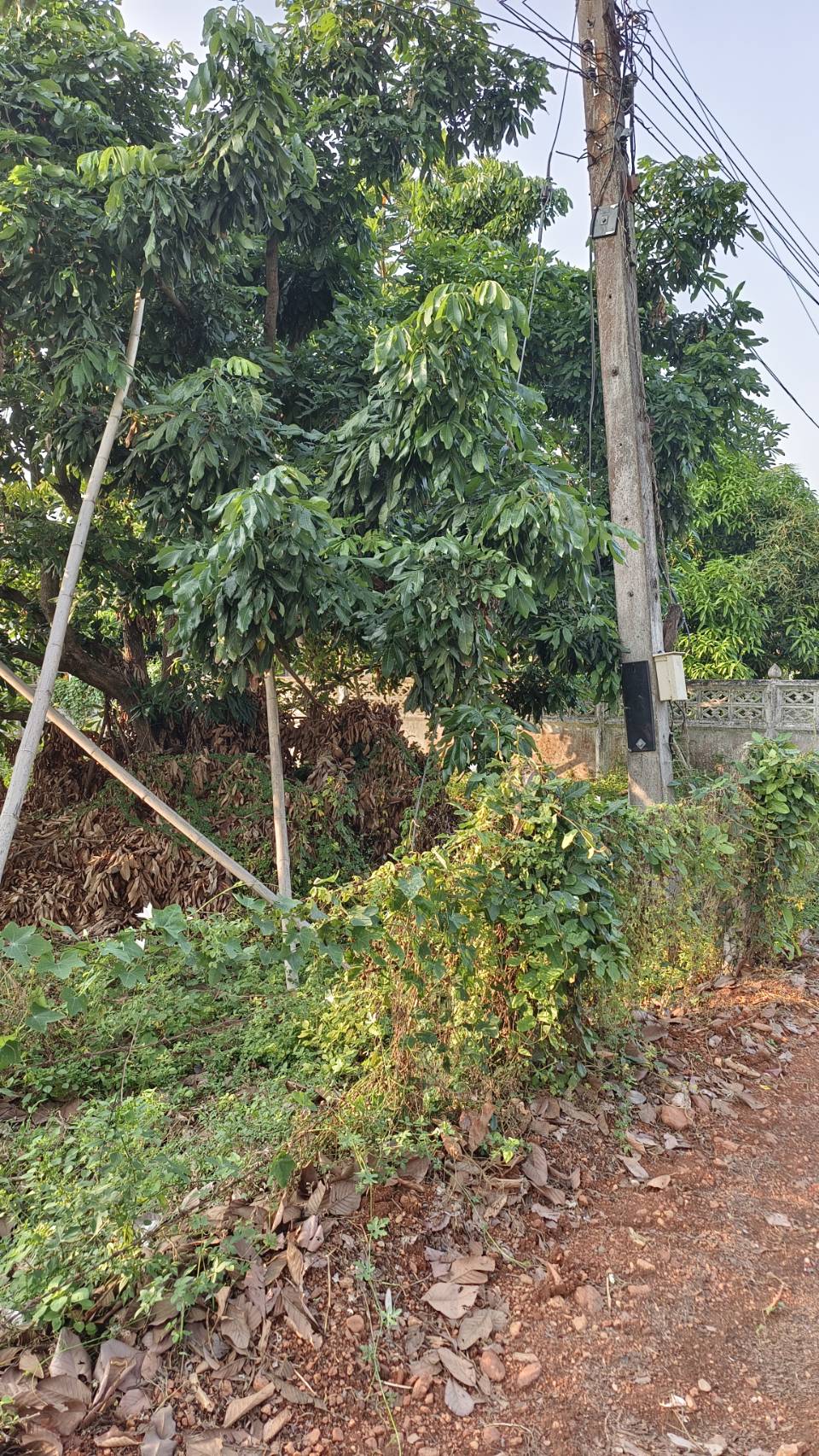 ที่ดินสวนลำใยทำรายได้มากกว่าปีละ 1.5ล้านบาท