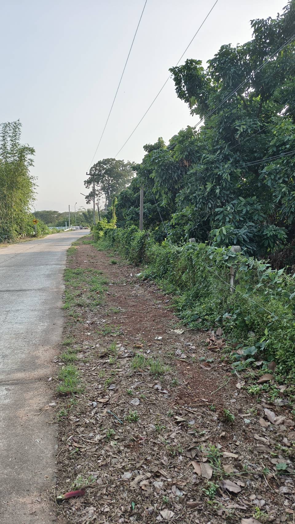 ที่ดินสวนลำใยทำรายได้มากกว่าปีละ 1.5ล้านบาท