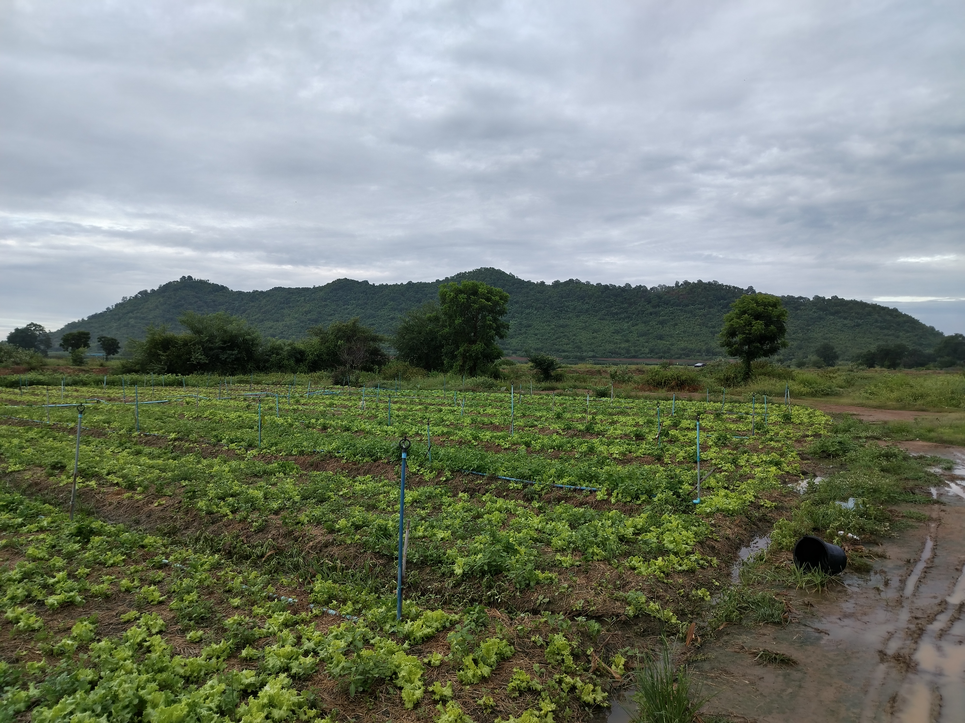 ร้อนนี้…หนีเมือง มามี “บ้านสวนในฝัน” กันไหม ที่ดินเชิงเขาสวยๆ บรรยากาศสงบ ที่ท่าม่วง กาญจนบุรี