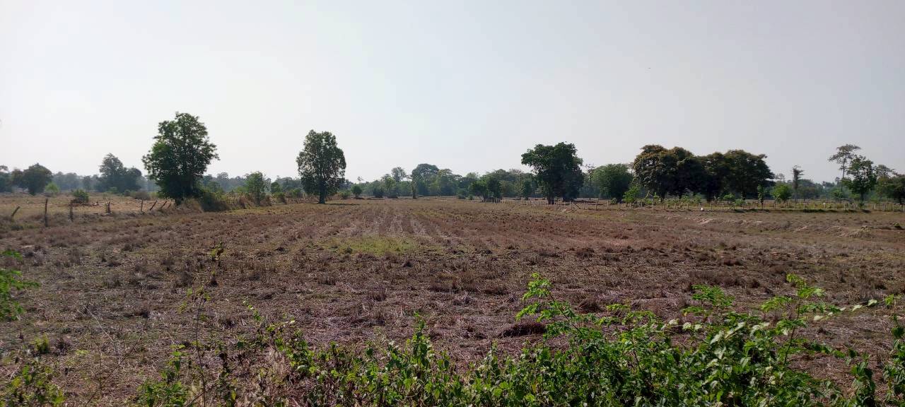 ขายด่วน ที่ดินที่นา 8 ไร่ 3 งาน 70 ตรว. ติดถนนลาดยาง โฉนดครุฑเเดงพร้อมโอน 