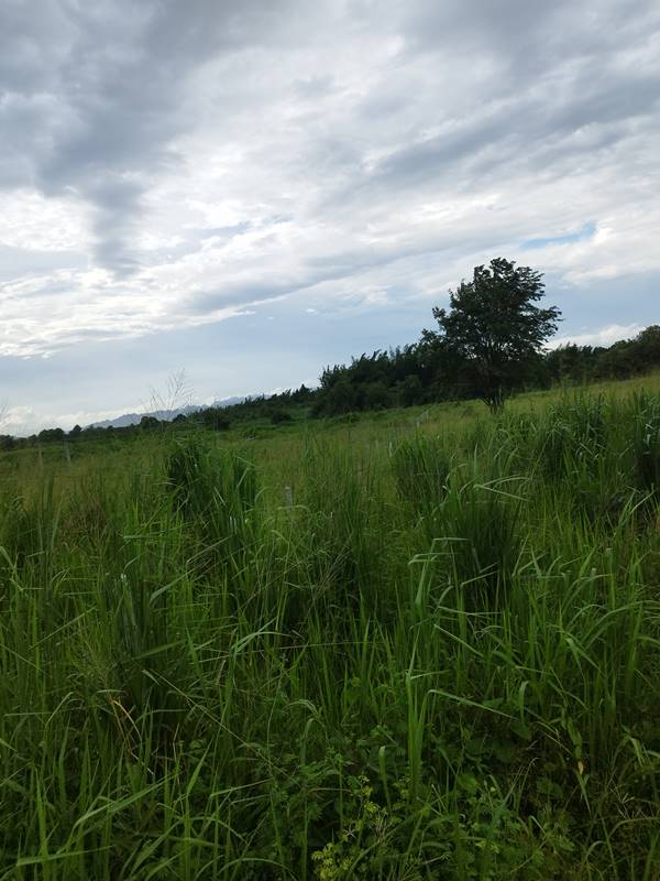 ขายที่ดิน ลดราคา 2 ไร่ สวย ที่ไทรโยค กาญจนบุรี เหมาะกับคนรักความสงบ พักผ่อน ทำสวน โทรคุยเลย 0810117012