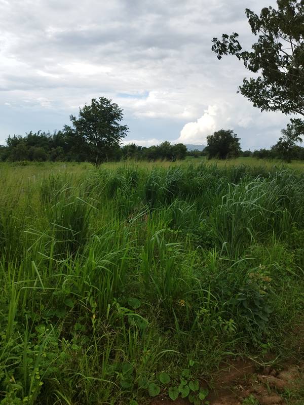 ขายที่ดิน ลดราคา 2 ไร่ สวย ที่ไทรโยค กาญจนบุรี เหมาะกับคนรักความสงบ พักผ่อน ทำสวน โทรคุยเลย 0810117012