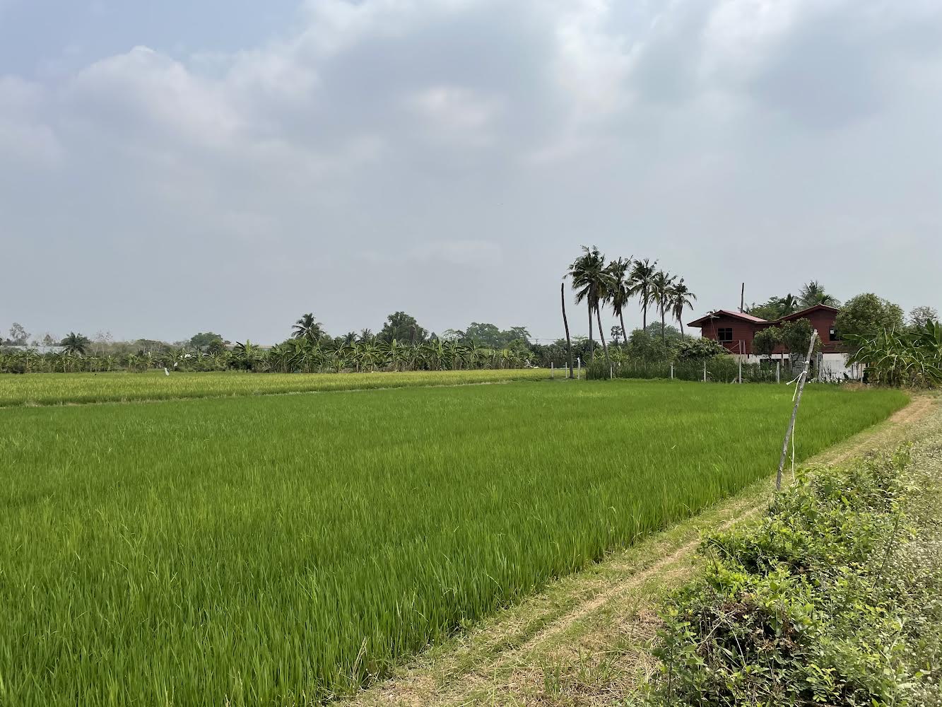 ขายที่ดินเปล่า ทำเลดี อำเภอคลองหลวง ปทุมธานี