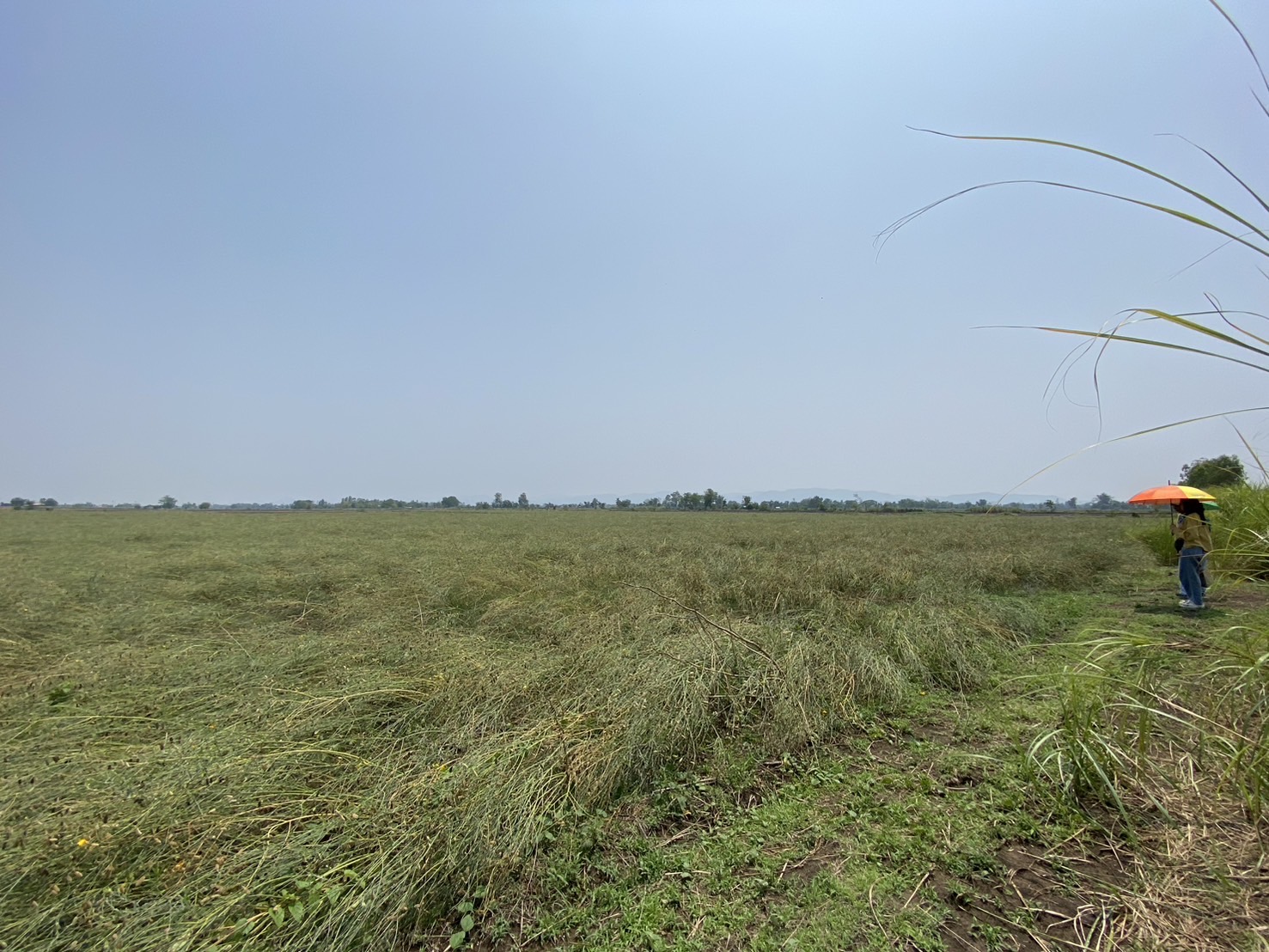 ขายที่นา พร้อมผู้เช่า ทำเลดี อำเภอหนองไผ่ จังหวัดเพชรบูรณ์
