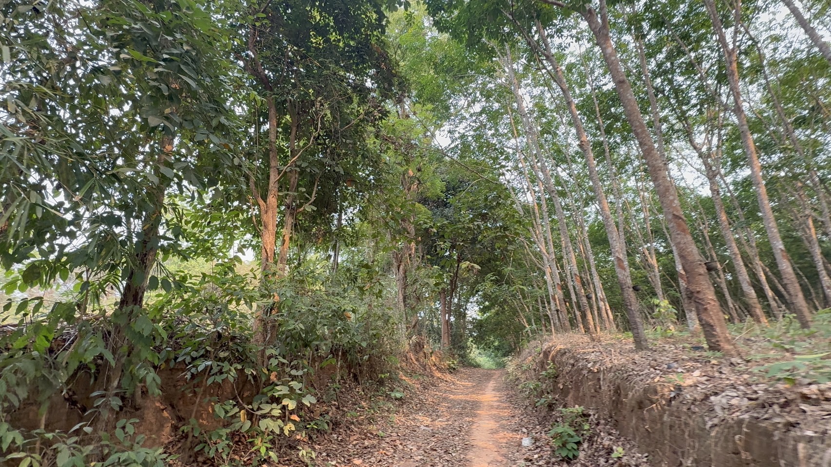 ขายที่ดิน ทำเลทอง อำเภอสังคม จังหวัดหนองคาย