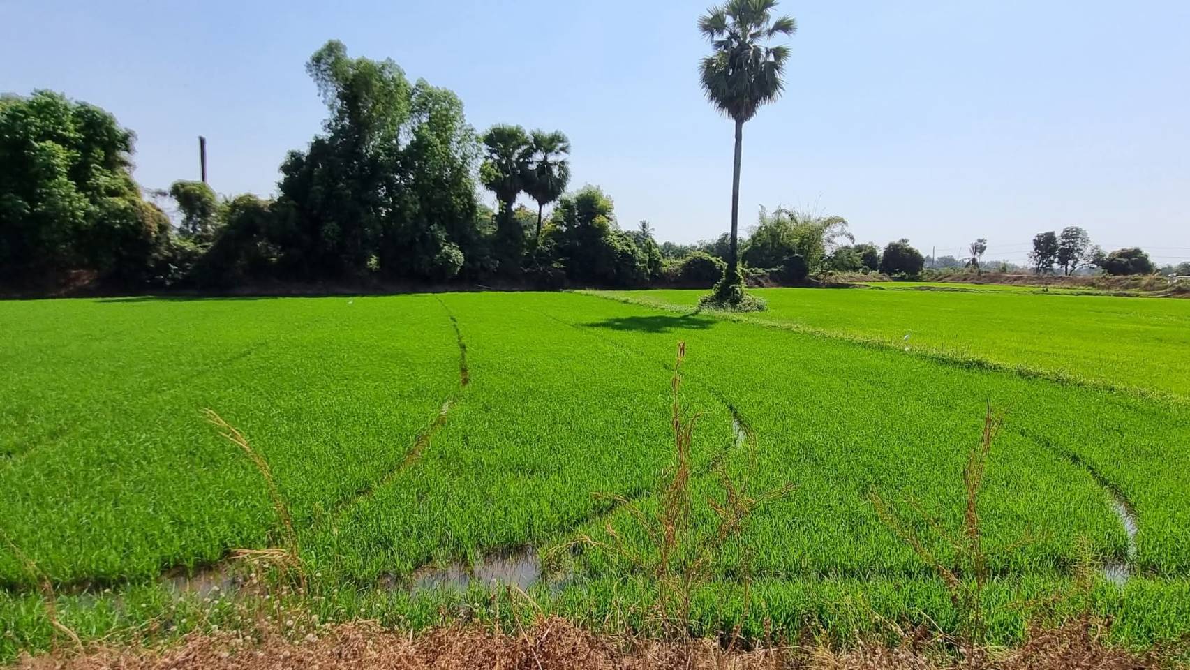 ขายที่ดิน 6 ไร่ 2 งาน 80 ตร.วา มีโฉนด ติดถนนลาดยางมะตอย อ.วังทอง จ.พิษณุโลก 
