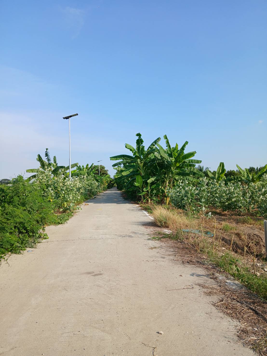 ขายที่ดินเปล่า ทำเลดี อ.ไทรน้อย จ.นนทบุรี
