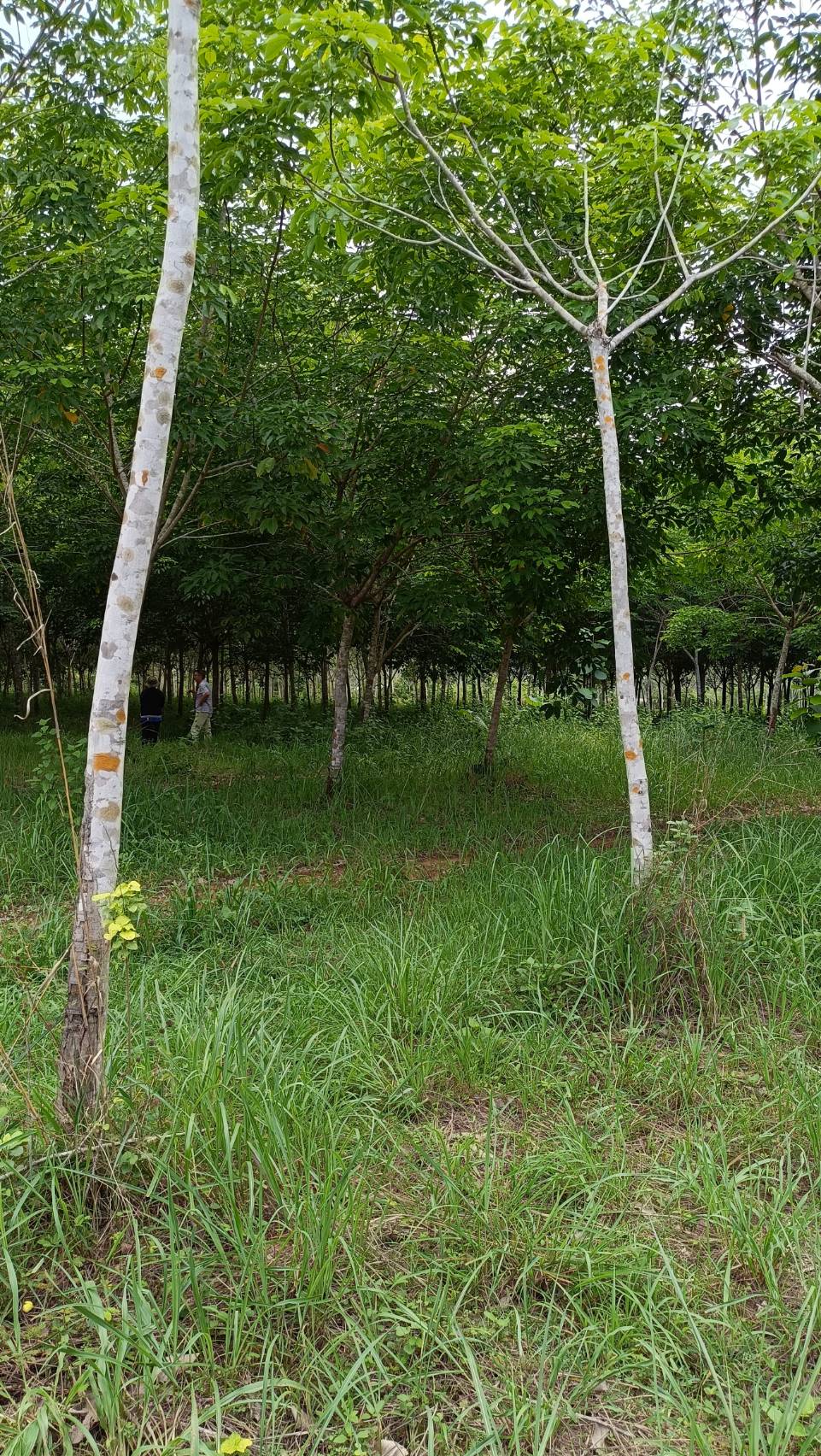 ขายสวนยางพารา 31 ไร่เศษ ทำเลดี พร้อมกรีดขายแล้ว จังหวัดหนองบัวลำภู