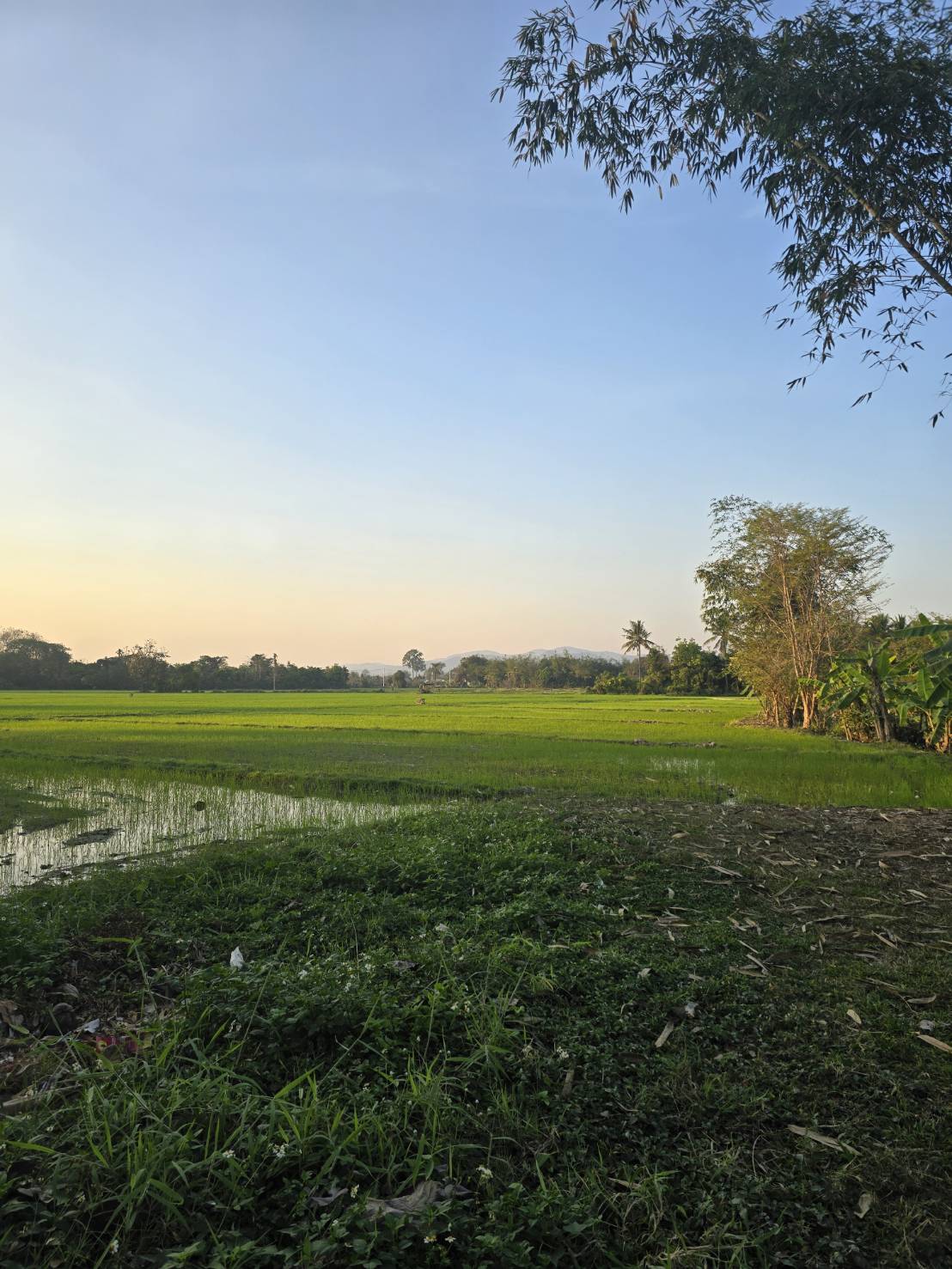 ขายที่ดินสวย บ้านร้องขี้เหล็ก ติดถนน ติดน้ำไหลตลอดปี ทำเลศักยภาพสูง (วงแหวนรอบ 4 ตัดผ่านที่ดิน)