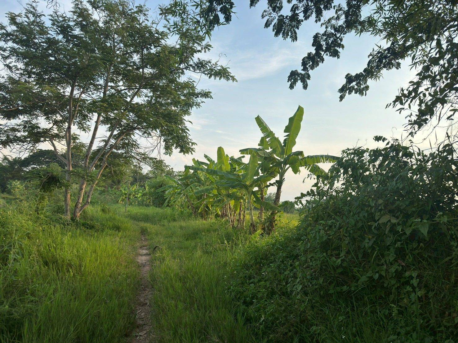 ขายที่ดินสวย บ้านร้องขี้เหล็ก ติดถนน ติดน้ำไหลตลอดปี ทำเลศักยภาพสูง (วงแหวนรอบ 4 ตัดผ่านที่ดิน)