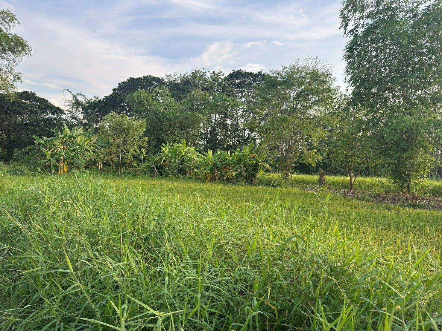 ขายที่ดินสวย บ้านร้องขี้เหล็ก ติดถนน ติดน้ำไหลตลอดปี ทำเลศักยภาพสูง (วงแหวนรอบ 4 ตัดผ่านที่ดิน)