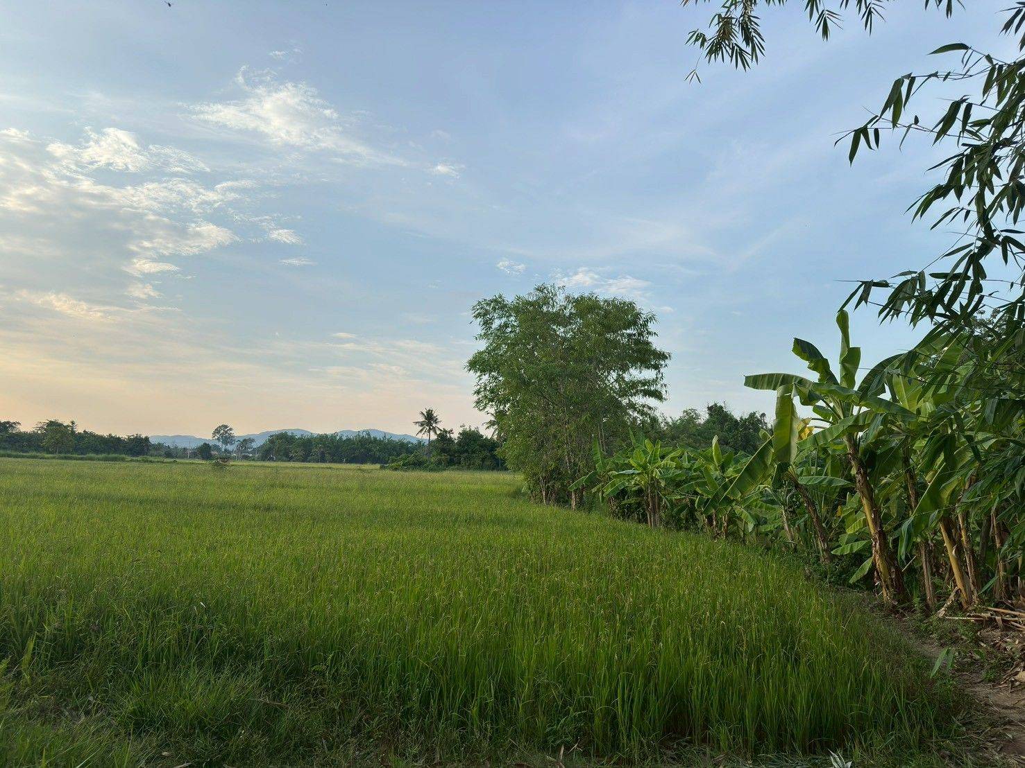 ขายที่ดินสวย บ้านร้องขี้เหล็ก ติดถนน ติดน้ำไหลตลอดปี ทำเลศักยภาพสูง (วงแหวนรอบ 4 ตัดผ่านที่ดิน)