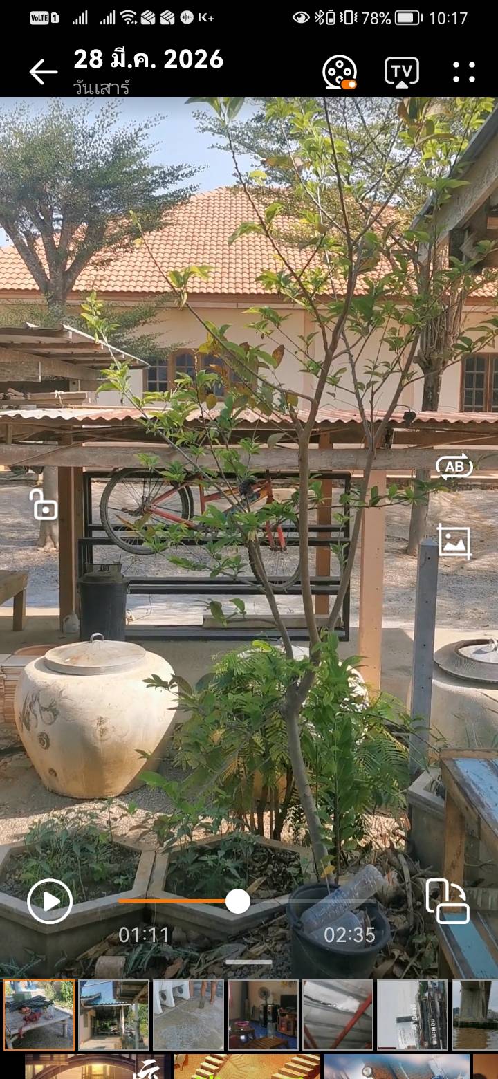 ถูกที่สุดขายถูกมาก บ้าน3หลัง พร้อมสวนผลไม้พืชผักสวครัวเก็บกินได้เลย