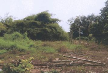 ขายที่ดินราคาถูก เจ้าของขายเอง ทางขึ้นเขาค้อ ทำเลดีอยู่ในแหล่งชุมชน ที่ดินโฉนดท่าพล เนื้อที่ 109 ตารางวา เหมาะสร้างบ้านอยู่อาศัย บ้านโนนสง่า ที่ดินเพชรบูรณ์ มีไฟฟ้า ประปาครบ ติดถนนสาธารณะ ด้านหน้าเป็นถนนคอนกรีต ต.ท่าพล อ.เมือง จ.เพชรบูรณ์