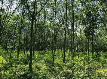ขายที่ดินสวนยางติดลำห้วย อุบลราชธานี