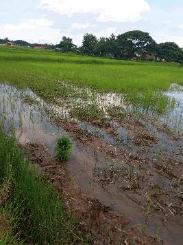 ขายที่ดิน เหมาะสำหรับใช้ประโยชน์เอนกประสงค์ อำเภอ  เมือง ขอนแก่น