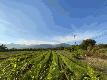 ขายที่ดิน วิวอ่างขาง 180 องศา ติดถนนสายหลักขึ้นดอยอ่างขาง ตำบลแม่งอน อำเภอฝาง จังหวัดเชียงใหม่