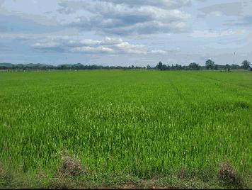 ขายด่วน ที่ดินแปลงสวย ทำเลดี ใกล้ถนนใหญ่ อำเภอทุ่งเสลี่ยม จังหวัดสุโขทัย