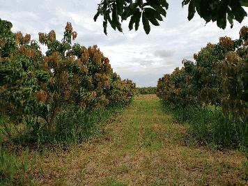 ขายที่ดิน ปราณบุรี