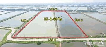 ขาย ราคาพิเศษ สร้างโรงงานได้ ใกล้พระราม 2 บางขุนเทียน 35.5 ไร่ ขอใบ รง.4 ได้ เทรลเลอร์เข้าสะดวก เส้นบางขุนเทียน - พันท้าย KK5374S