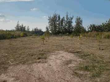 ขายที่ดิน หมู่บ้านวิลาธานี ด้านหลังสนามกอล์ฟ กัซซัน เลกาซี กอล์ฟคลับ อ.บ้านธิ จ.ลำพูน