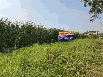 ขายที่ดินเปล่า 101 ตร.วา ถ.จันทร์ทองเอี่ยม ใกล้สถานีรถไฟฟ้าตลาดบางใหญ่ นนทบุรี